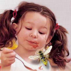 Insektenschutz Tischlerei Thomas Lehmkuhl