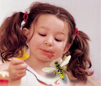 Insektenschutz Tischlerei Thomas Lehmkuhl